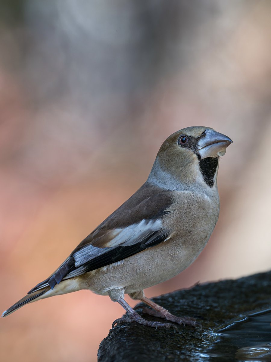 Hide94728464's tweet image. #シメ
一足早く、職場は今年の仕事納め
明日から鳥撮り三昧と言いたいところですが、、、残務が😭