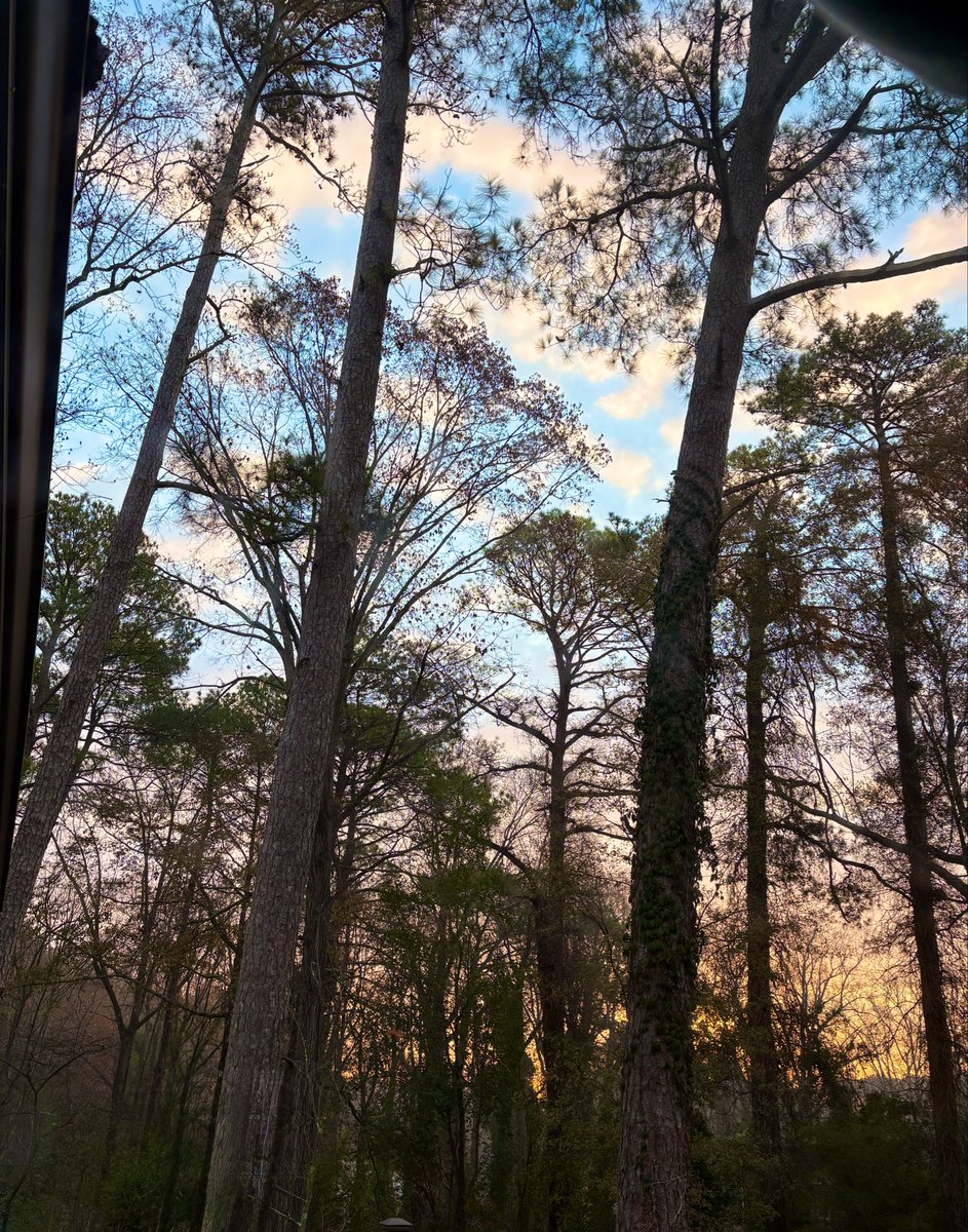 🌳Happy Trees 🌳 (@rumsprnga) on Twitter photo 