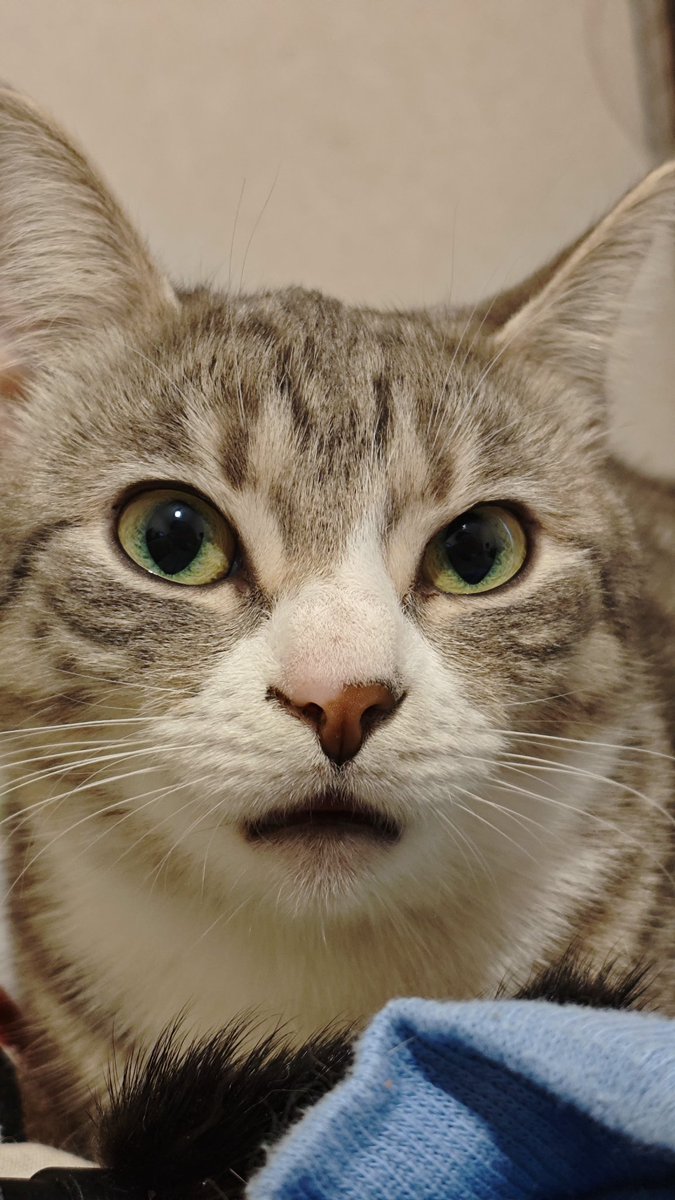 Фил ляпнул кринж. (@zeronods) on Twitter photo 