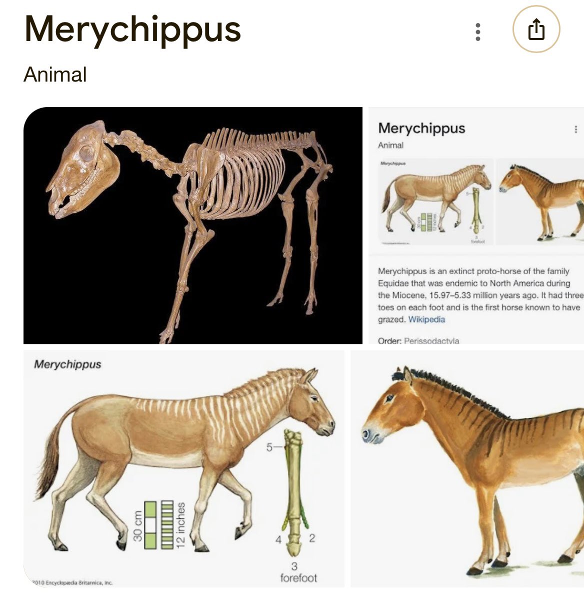 Merrychippus!