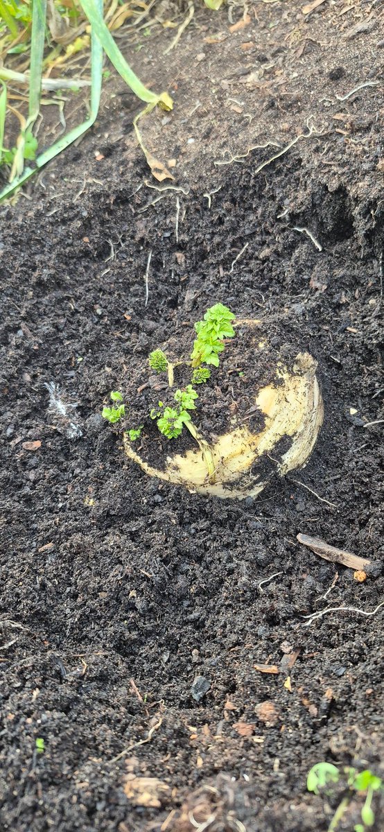 Just nipped out to the garden farm shop for veg for our Christmas dinner 😋
You can't beat growing your own vegetables 🥰

#Christmas 
#ChristmasDinner 
#christmasveg 
#growyourown 
#growyourownveg