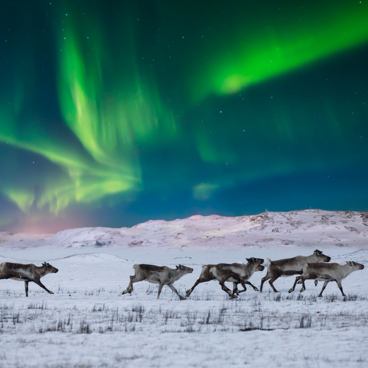 Discovery's tweet photo. Off they go! 🎅🌟

📸: Anton Petrus

#reindeer #northernlights #Christmas https://t.co/WkKbNXwwIz