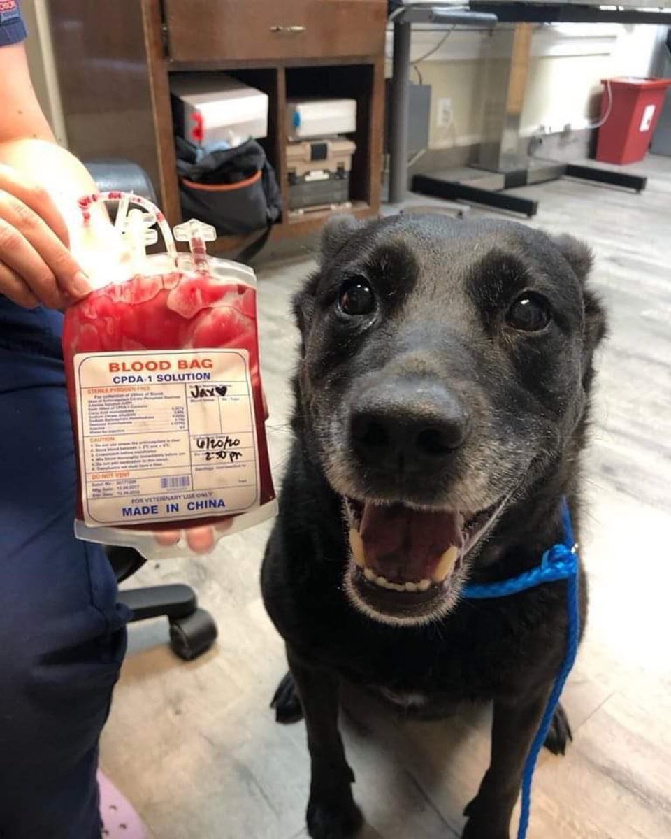 xynifyy's tweet image. crying bc this dog donated his blood to save another pup and he looks so happy 🥹🥹