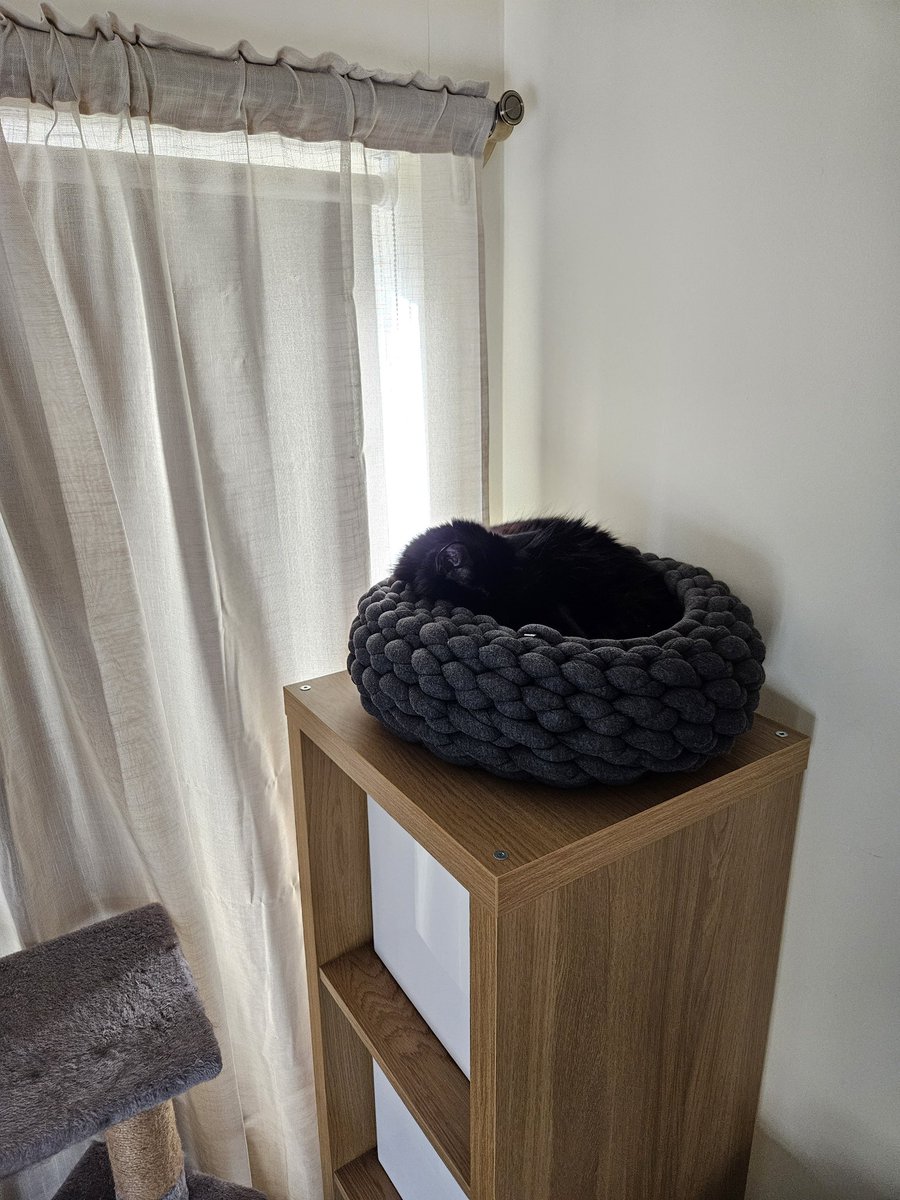 Bully boy has turfed Mabel out of her regular spot, but he's too big for her other snug 😁