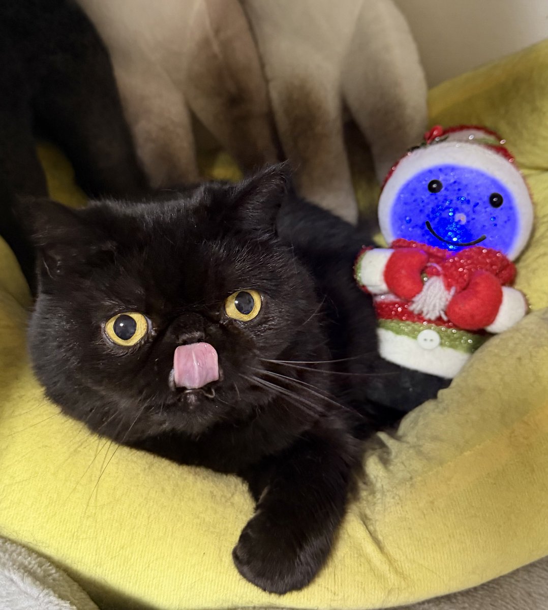 しぃちゃん (@shi_chan347) / Posts / X