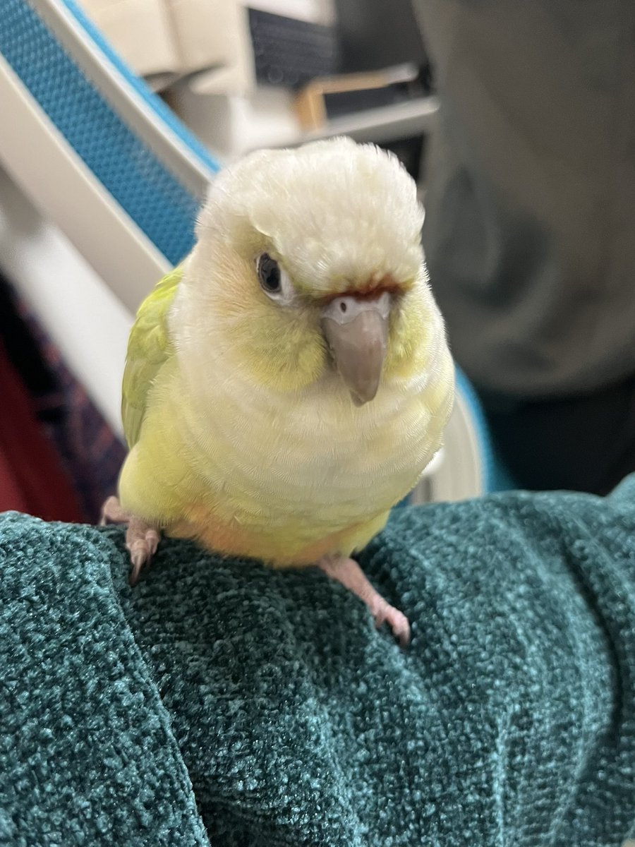 supina_infom's tweet image. おやすみぴちょ