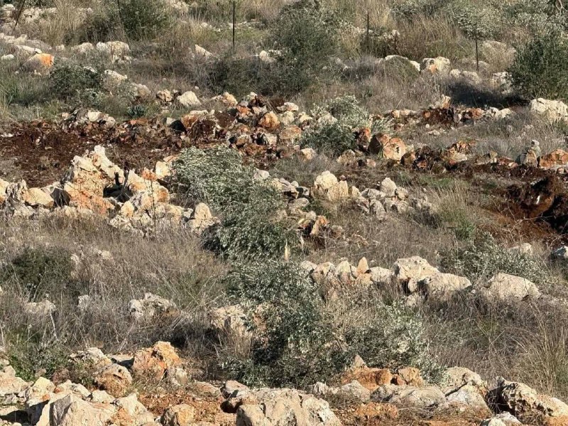 Israeli settlers uproot 350 olive trees from Palestinian farmers’ land in the town of Deir Ballut, west of Salfit.