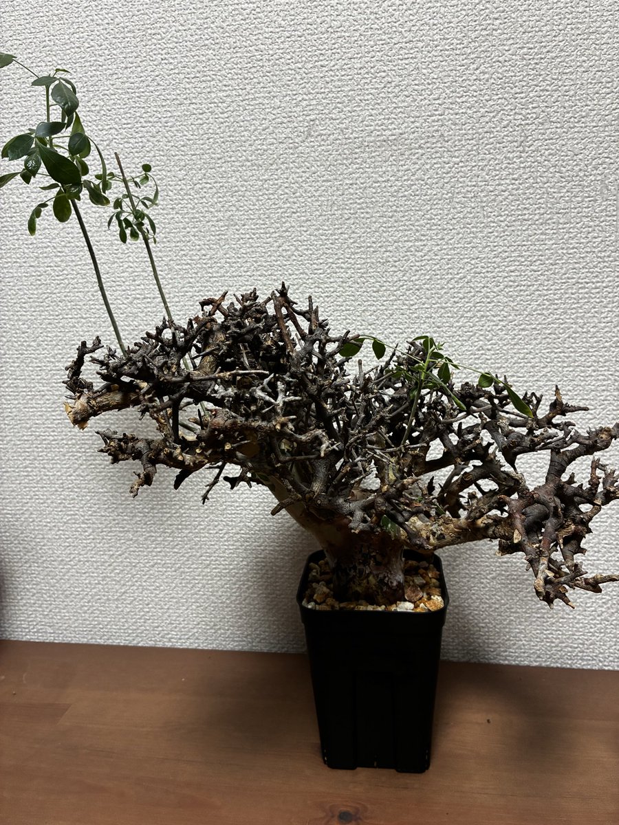 maple27_sr400's tweet photo. 自分へのクリスマスプレゼント🎁

エチオピア産　コミフォラ カタフ https://t.co/6rjmzlhRtP