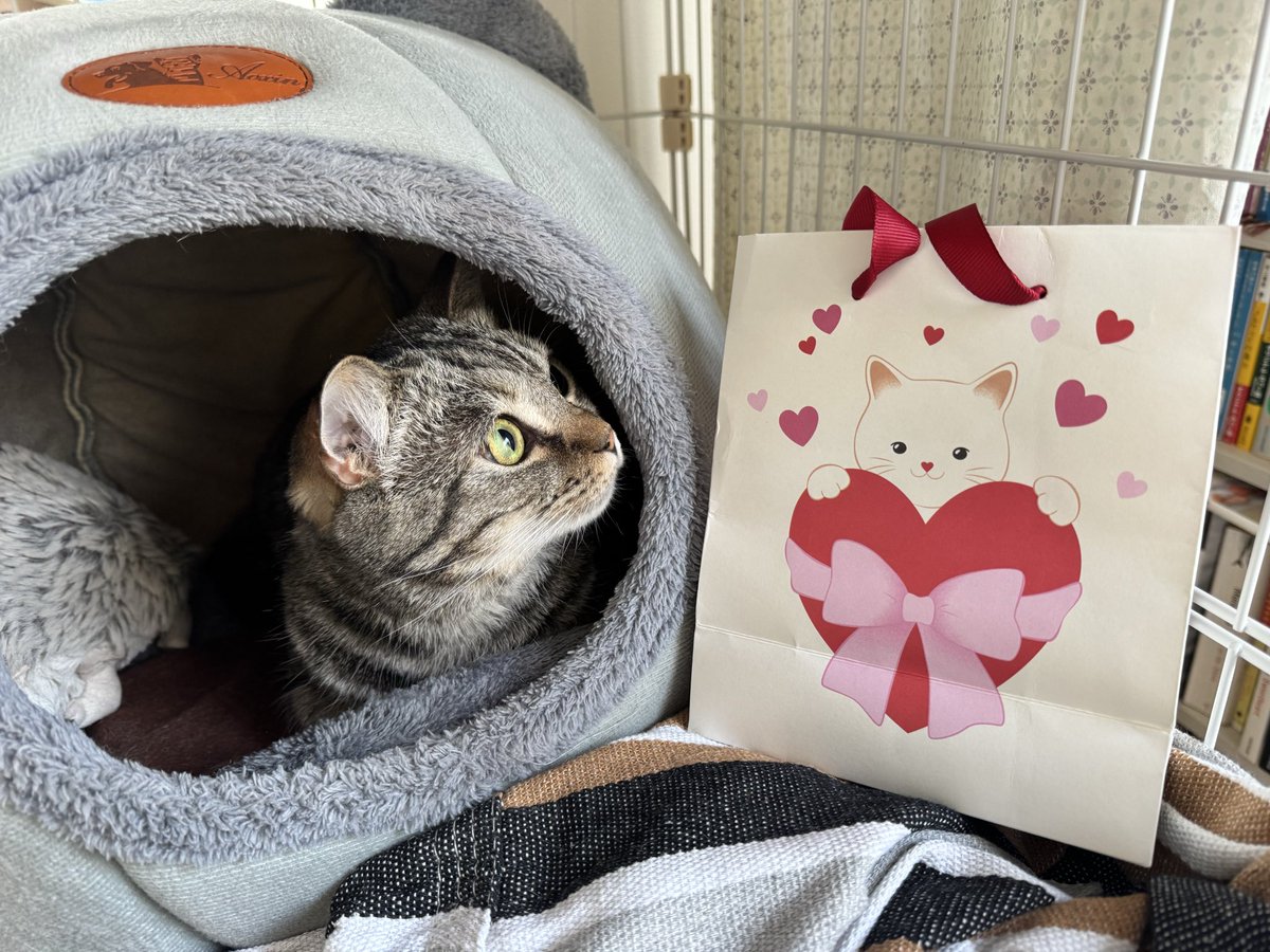 CicadaTrainer tweet media