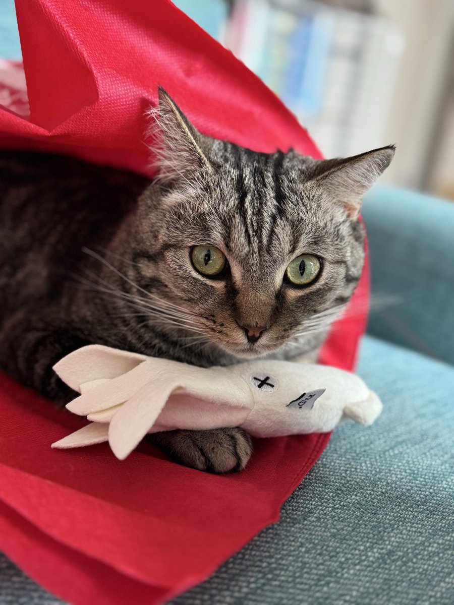 CicadaTrainer tweet media