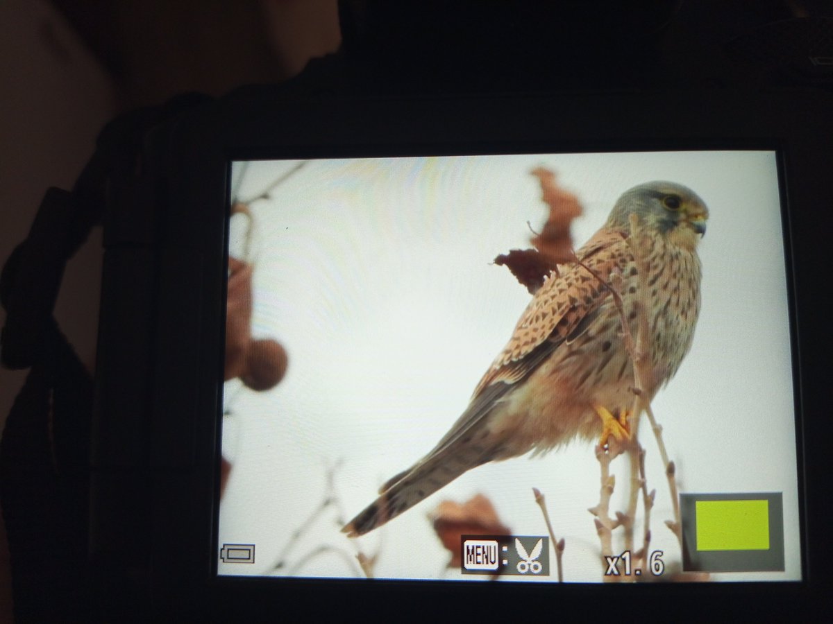 Un breve paseo navideño en las cercanías del <a href="/deltallobregat/">Delta del Llobregat</a> . Reyezuelo Sencillo, Estornino Pinto, Cernícalo Vulgar.