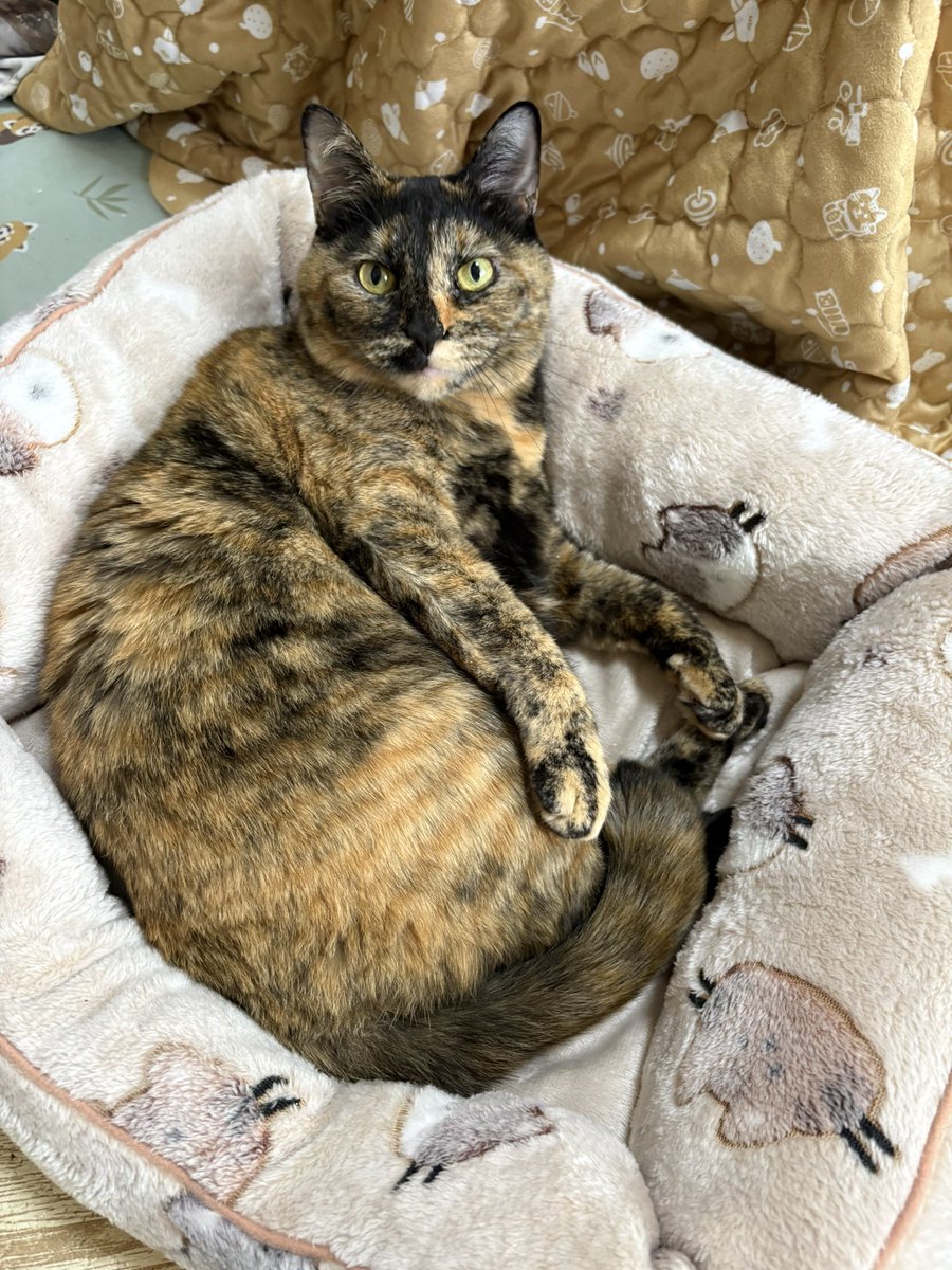 nima_popo's tweet photo. メリークリスマス🎄
ねこちゃんベッド！
こたつの中で暑くなった時はこっちでクールダウン🐱 https://t.co/BMJHUM0yZh