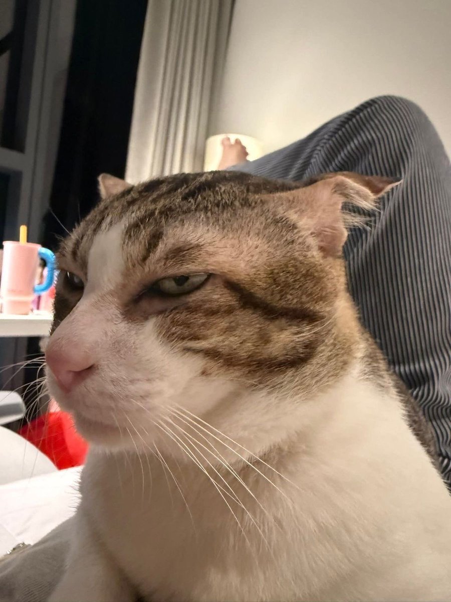 NoCatsNoLife_m's tweet image. 🐱 : You smell like another cat