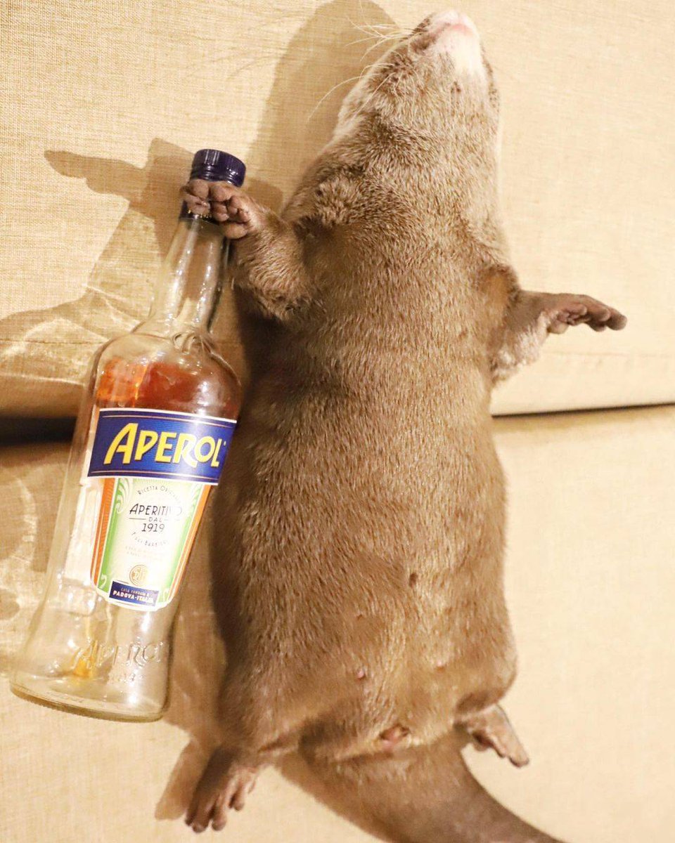 In Otter News.... tweet media