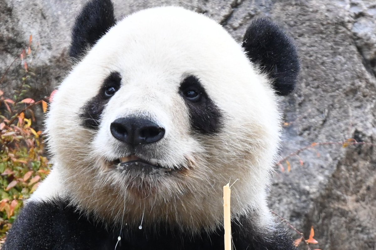 youxiangko (@youxiangko) / Posts / X