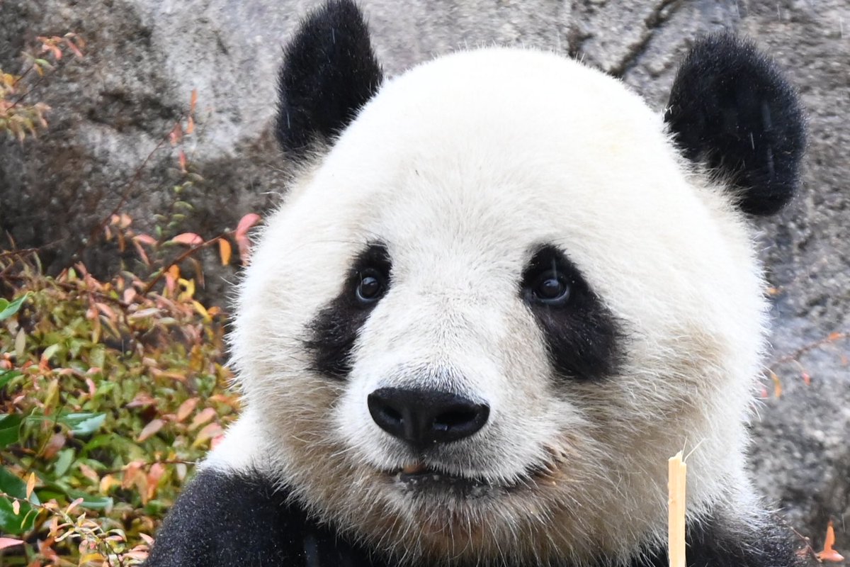 雨の日のぼっちゃん
あんな顔や
こんな顔
なんて可愛いんだろう

#上野の子パンダ
#シャオシャオ