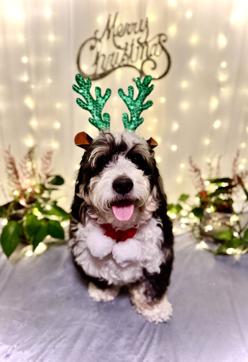 SteenShown's tweet photo. Merry Christmas!!! https://t.co/AVNi72NqcA