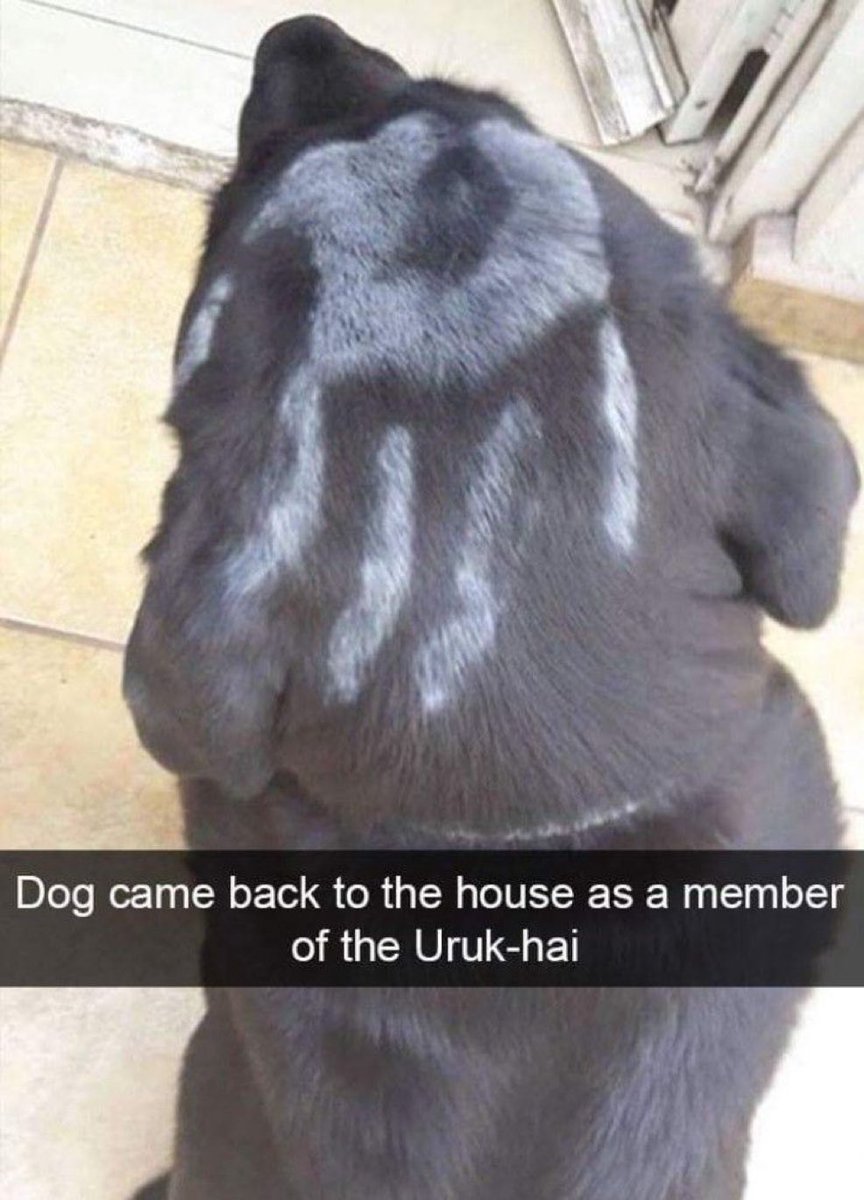 Hogwarts Daily (@hogwartshumor_) on Twitter photo 