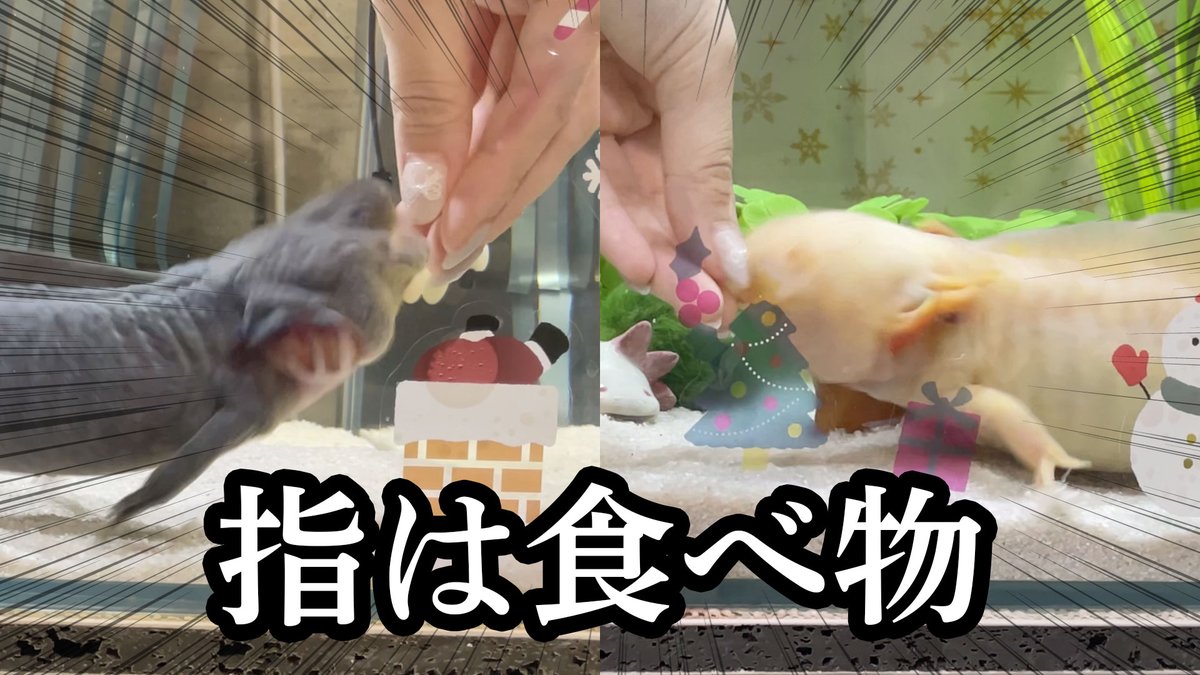 🔴【動画を更新しました！】🔴 ウーパールーパーに指を食べられそうに