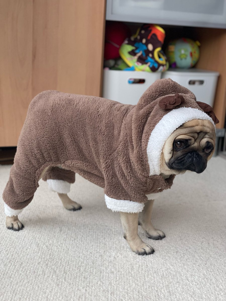 パグ様 Dog wear -quick formal tie- dogw-189 | Pug shower - パグシャワー