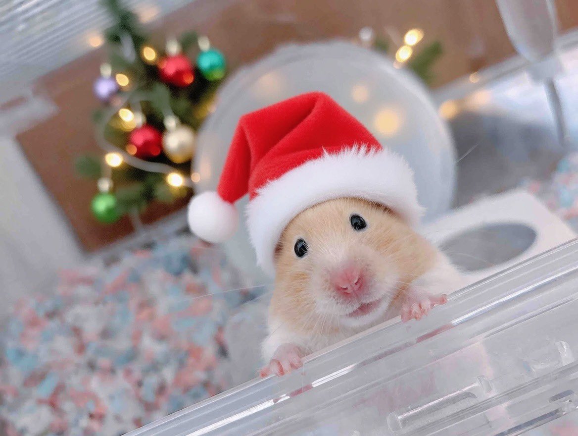 羊毛　ハムちゃん　orderページ 羊毛ハムちゃんorderページ