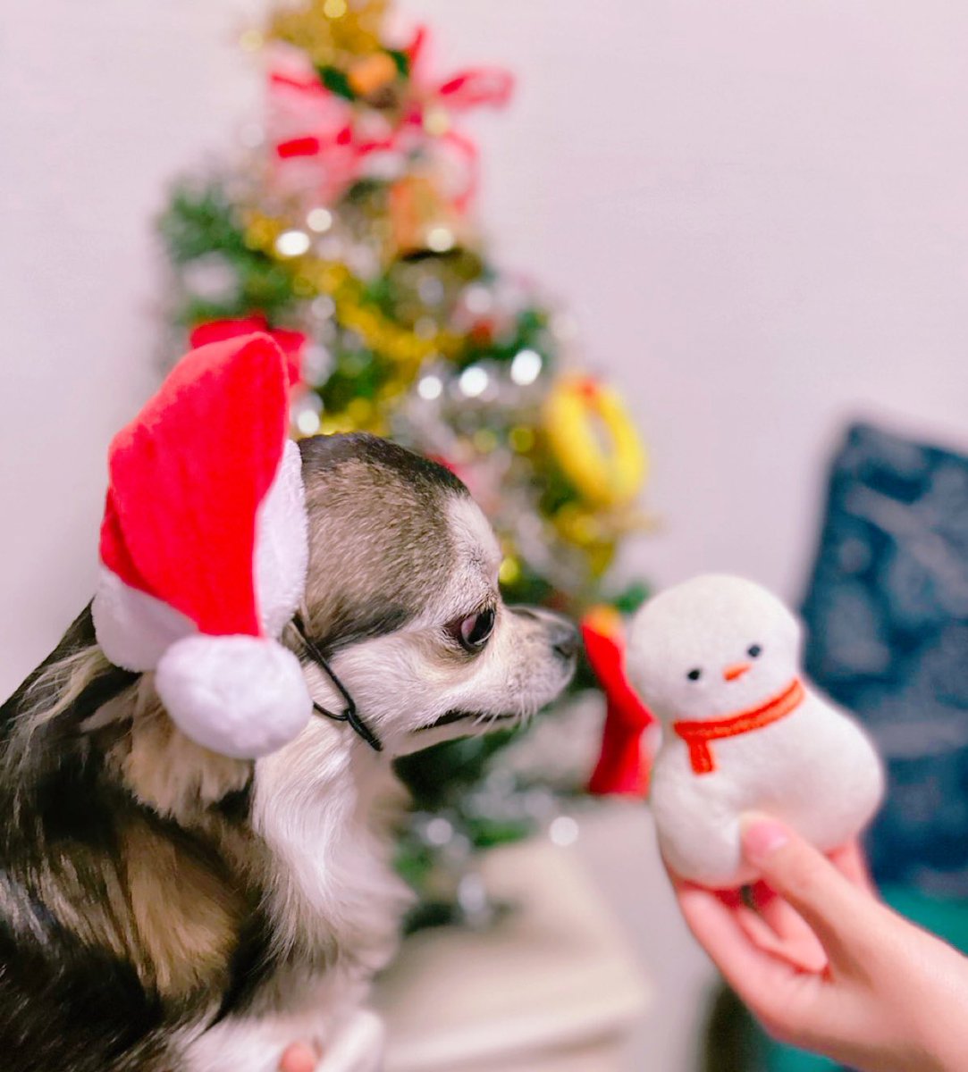 2x7xxx's tweet photo. ✧*｡🎄𝐌𝐞𝐫𝐫𝐲𝐂𝐡𝐫𝐢𝐬𝐭𝐦𝐚𝐬🎄✧*｡

あたし………なんて顔をwwwwww

今年も帝塚山ハウンドカムさんのブッシュドノエルだよお😆

 #大型犬  #チワワ https://t.co/lup7nzC5Gd