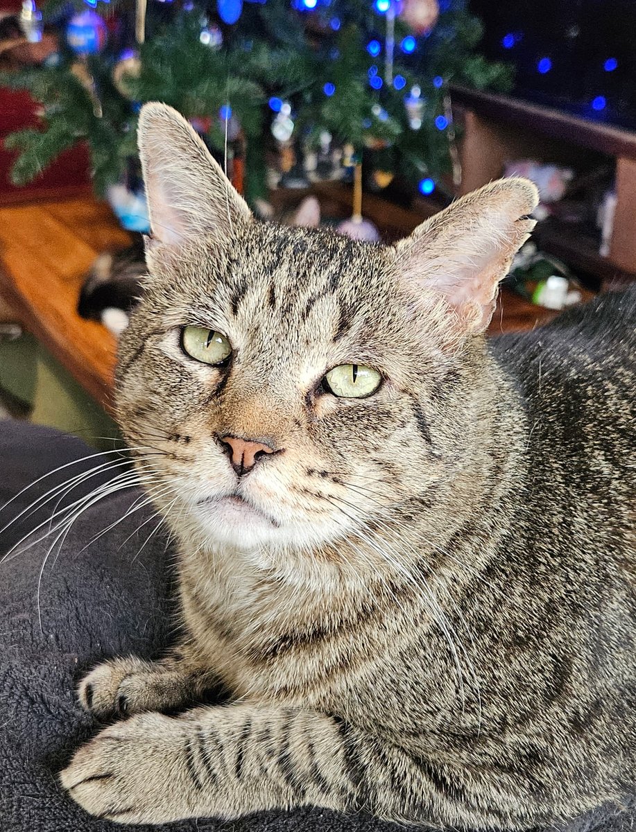 CatMatchers's tweet image. #meowychristmas
Andre is Purr-fectly exhausted from all the box and wrapping "inspection"!
#catsofchristmas
#catmatchers #furreverafter #adoptdontshop