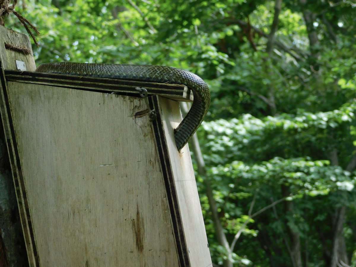 これはしばらく見てたけど不発だったアオダイショウ