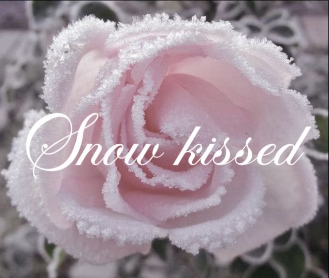 pinkhimedoll's tweet image. 