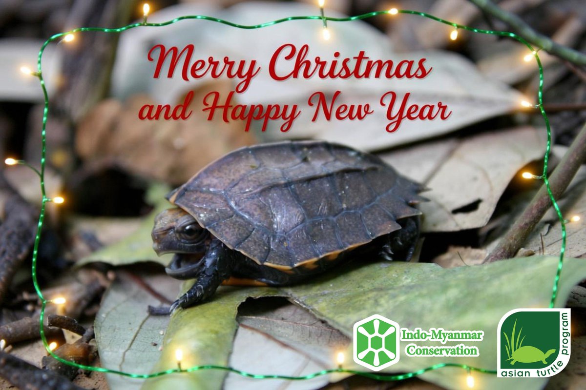 Asian Turtle Program tweet media