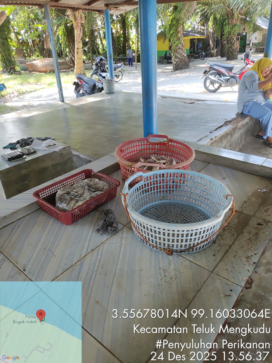 Stpjimmi06's tweet photo. Rabu  (24/12/25, Jimmi Stp, Luhkan Kab. Sergai, di KUB Paripurna, desa Bogak Besar, alat tkp gillnet mlprkan hsl tkp  Kelong  8  kg/Rp 85000,   Suwallo 5 kg/Rp 50000, Senangin 5 kg/30000, Gulamah  7 kg/5000
#GiatLuhkanSatminkalMedan
#Tangkap
#SdgBdgai https://t.co/ckEEKWfbZM