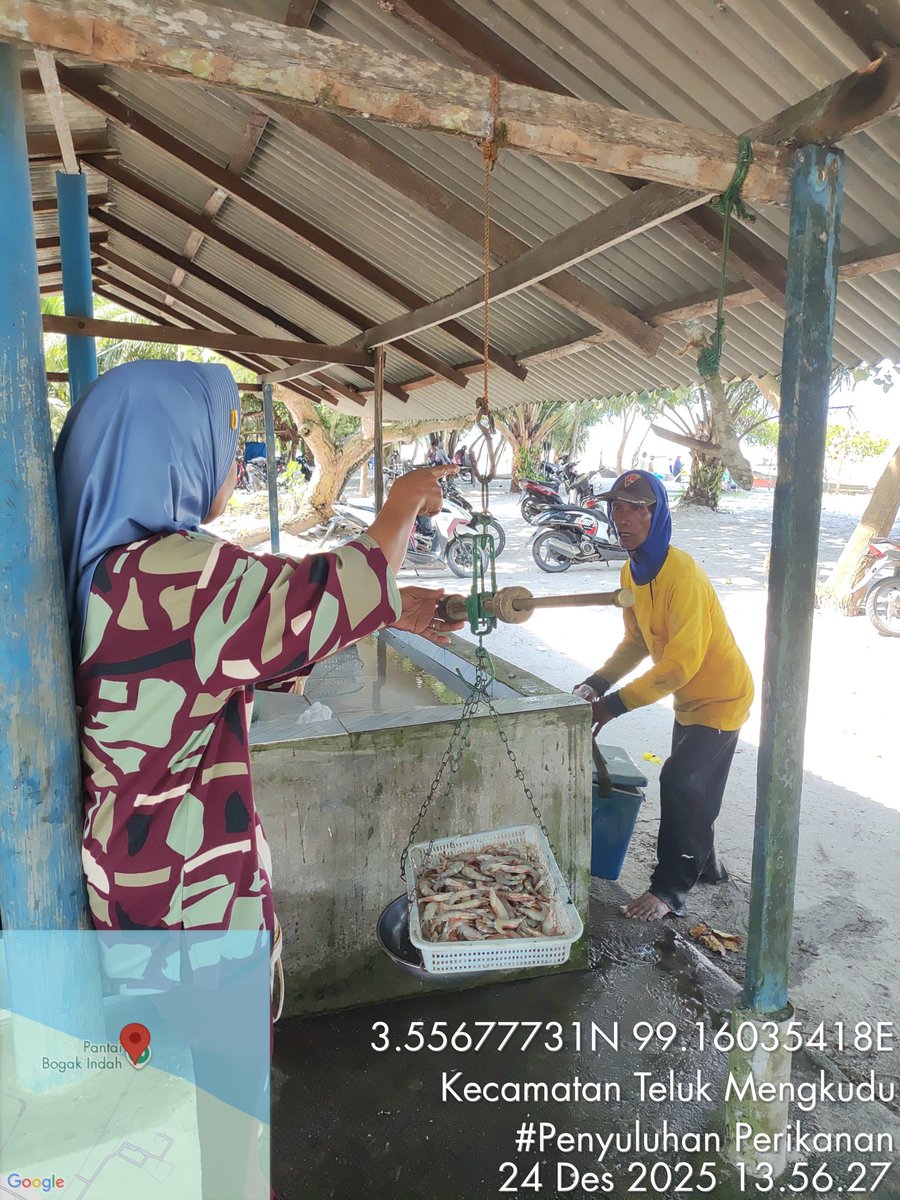 Stpjimmi06's tweet photo. Rabu  (24/12/25, Jimmi Stp, Luhkan Kab. Sergai, di KUB Paripurna, desa Bogak Besar, alat tkp gillnet mlprkan hsl tkp  Kelong  8  kg/Rp 85000,   Suwallo 5 kg/Rp 50000, Senangin 5 kg/30000, Gulamah  7 kg/5000
#GiatLuhkanSatminkalMedan
#Tangkap
#SdgBdgai https://t.co/ckEEKWfbZM