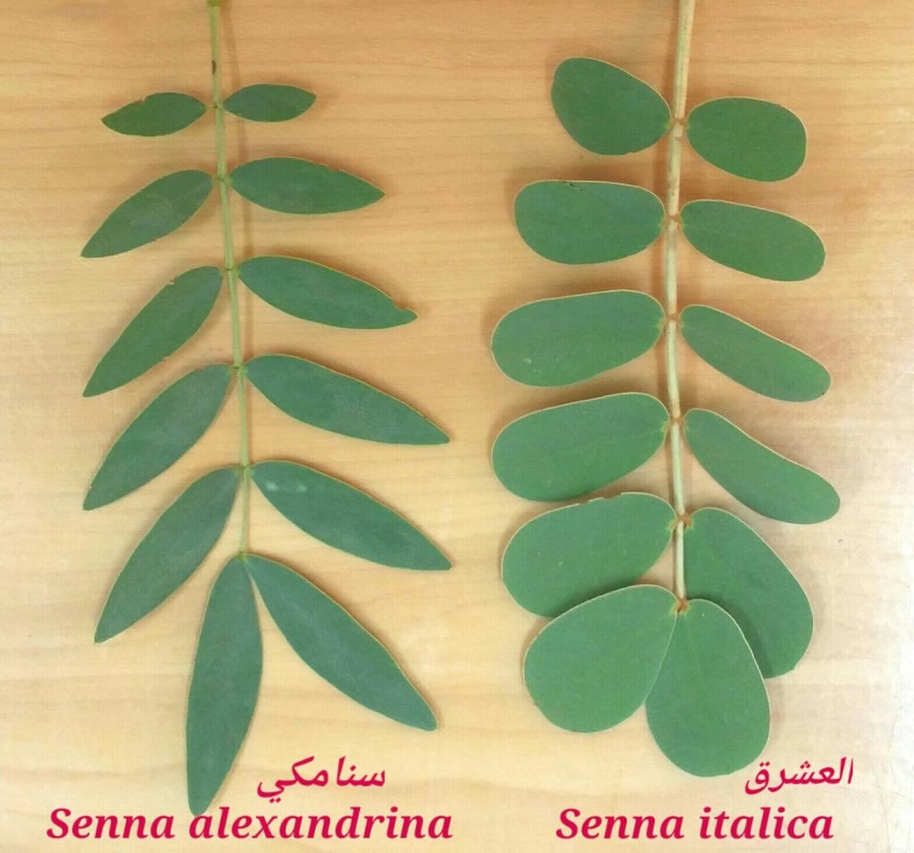 عبدالله البراك ابومحمد tweet media