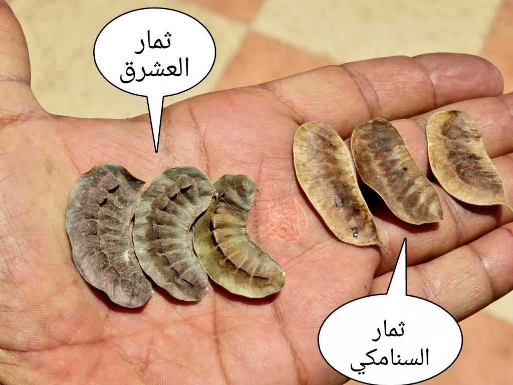 عبدالله البراك ابومحمد tweet media