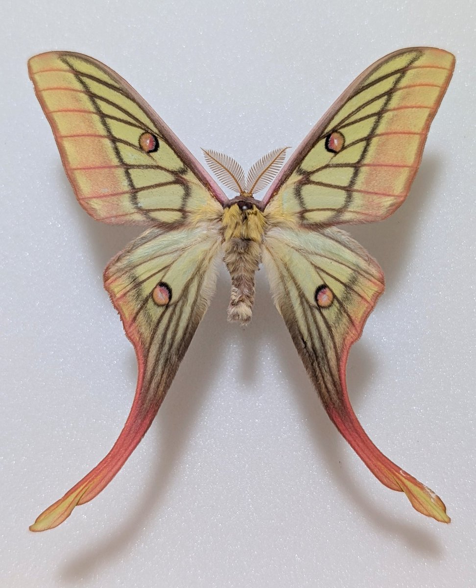 M0 (@mom0mom0mom0m00) / Posts / X