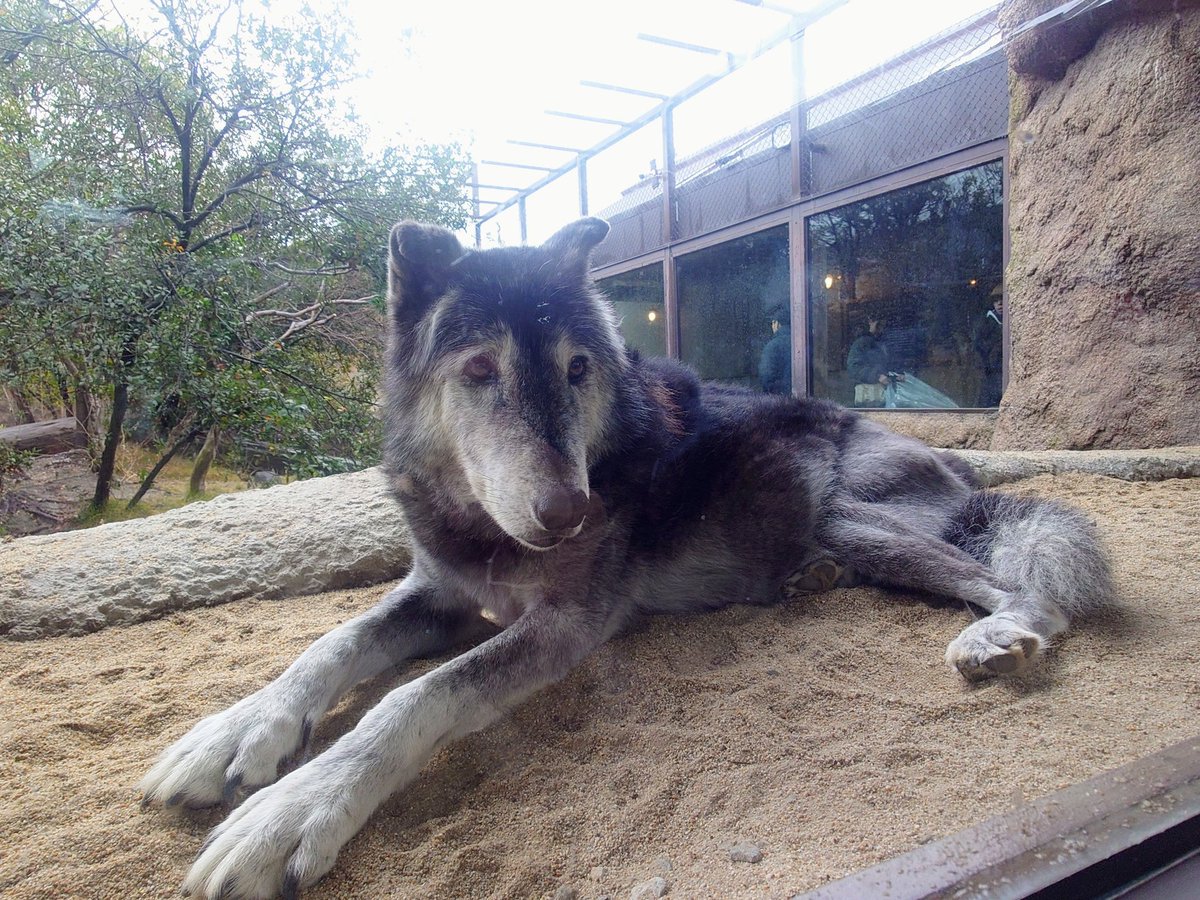 シンリンオオカミのゲンキさん✨ 骨折😢で手術をしたとの掲示が。 この