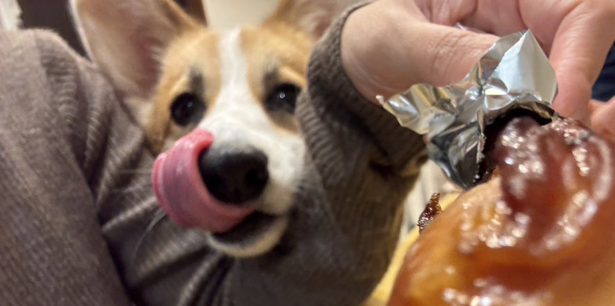クリスマスチキン狙い犬