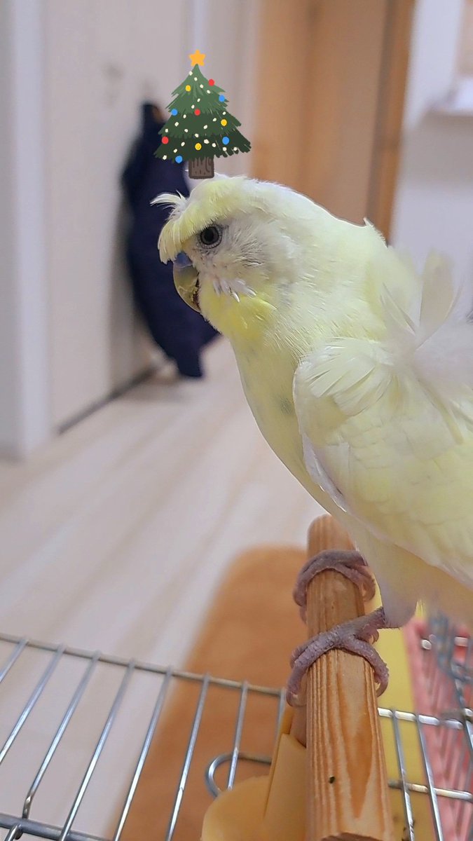 komosuke tweet media