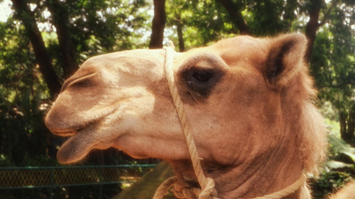 Zoe Hange tweet media