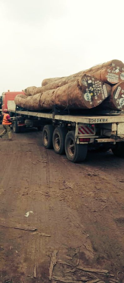 Des arbres centenaires qui stockent du carbone, abritent des millions d'espèces et stabilisent les sols sont réduits en cendres pour un profit à court terme.

Ce n'est pas du développement. C'est de l'écocide.