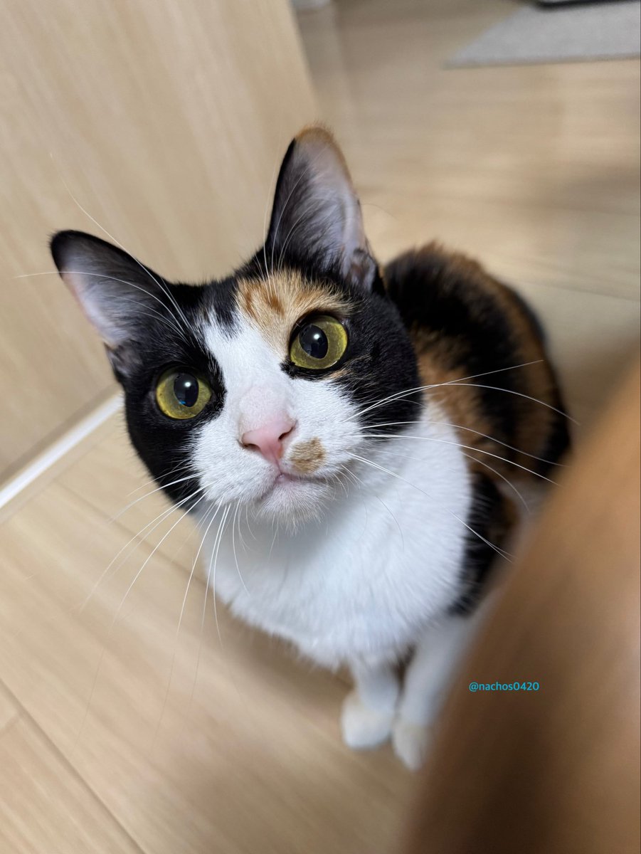 ナツ👕🌼スイ💎✨ (@nachos0420) / Posts / X