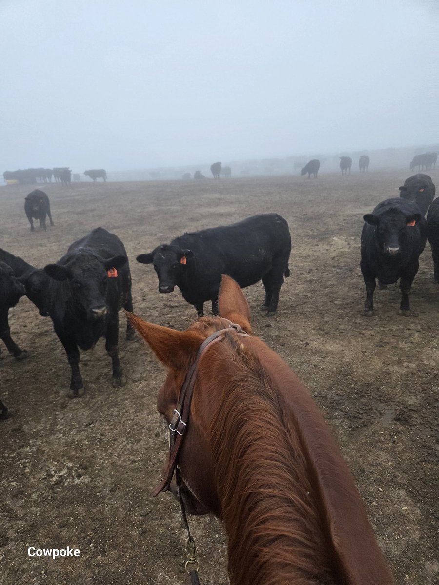 Cowpokeisback's tweet image. Ho Ho Ho and off we go.  Remember not everyone gets holidays off, some of use are taking care of your future steaks. Eat beef its what for Christmas dinner