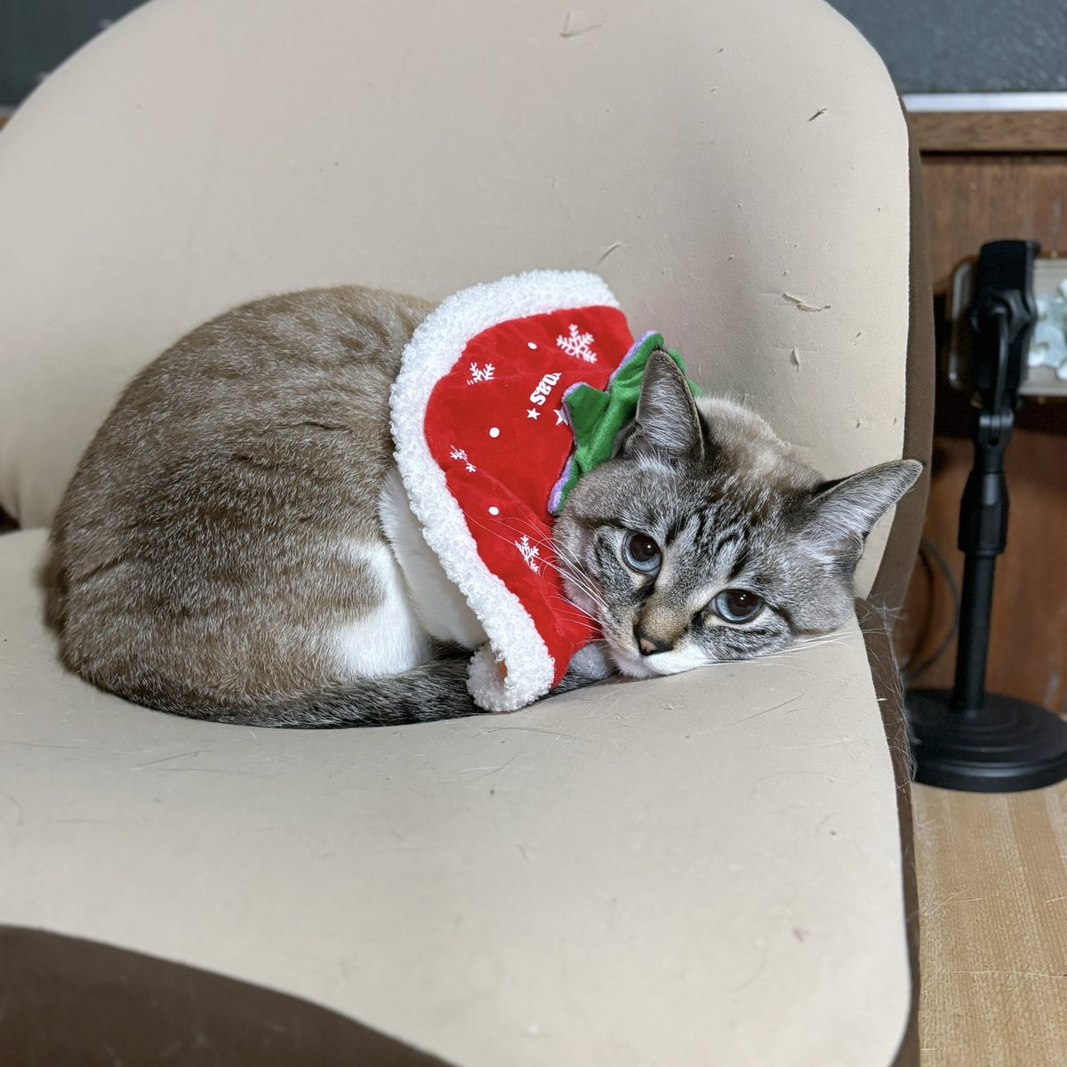 天使👼こめ (@0818kome) / Posts / X