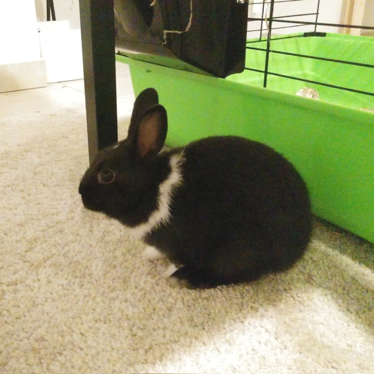 artlamna's tweet photo. Myrtille s'est envolée vers les étoiles cette nuit, sans peur et sans douleur.
Elle avait 9 ans et demi, une vie bien remplie et pleine d'aventures. 
Elle dort pour l'éternité à côté de Kiwi,  avec qui elle avait eu le bonheur de partager de nombreuses années. https://t.co/eUlBkgbLX1