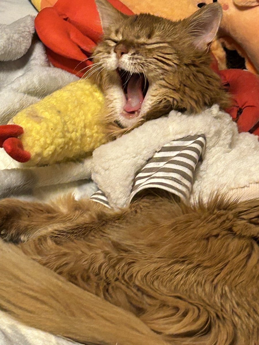 やまねこ♡　他の方はいいね、コメントご遠慮くださいね。 遊ぼうねー✌️😸