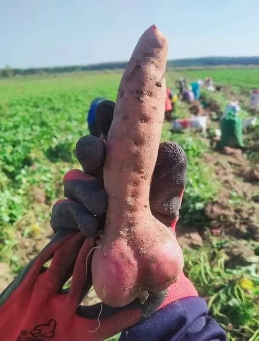 <a href="/pitchblacksteed/">The King of Blackadder 👑🇬🇧</a> A turnip freshly picked worthy of a ominbus rogered Turkey...!! It's exactly the same shape as ...