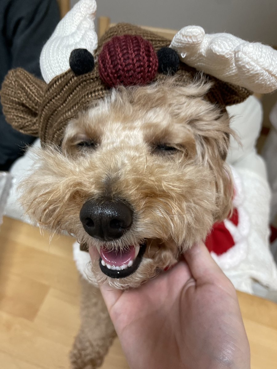 _rabu_kun's tweet photo. あご撫でたらこの顔で愛おしすぎる🫶🏻
🎄☃ 𝐌𝐞𝐫𝐫𝐲 𝐂𝐡𝐫𝐢𝐬𝐭𝐦𝐚𝐬 ☃🎄 https://t.co/ABvzNCARNv