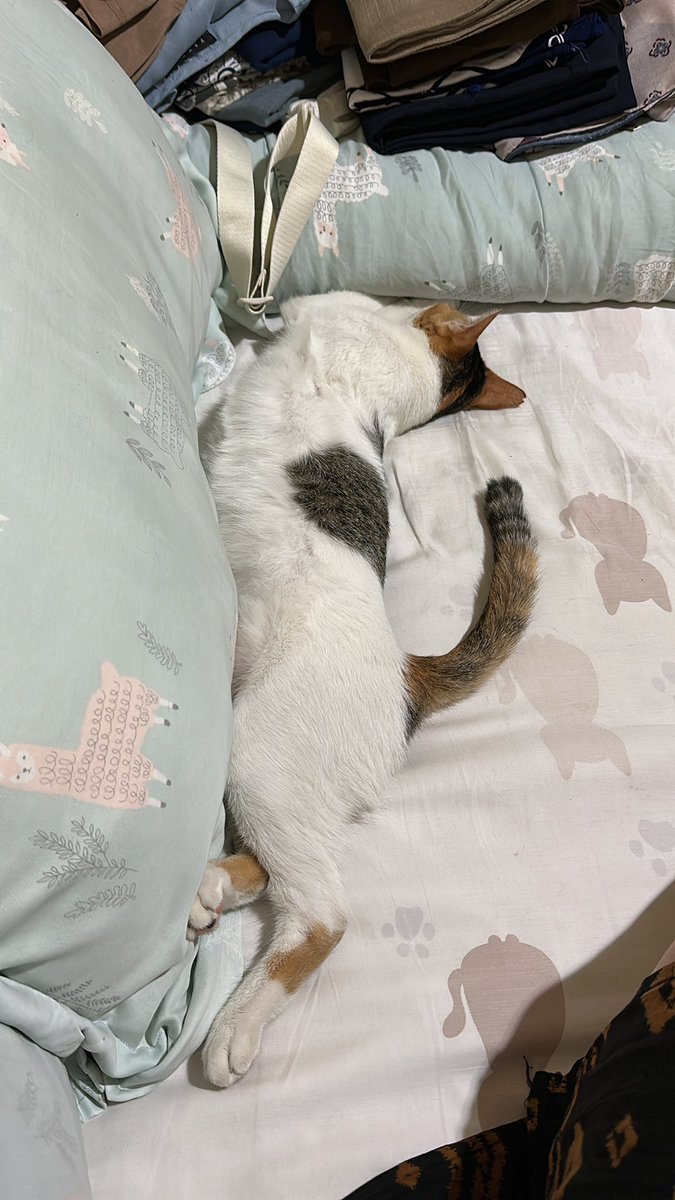 emg bisa ya ekornya tetep naik gini sambil tidur? trs berarti dy mimpi indah gt?