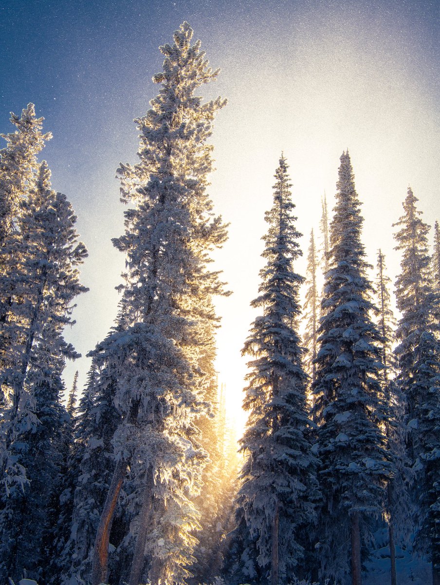 vincentschnabl's tweet image. Merry Christmas everyone 🎄🎅