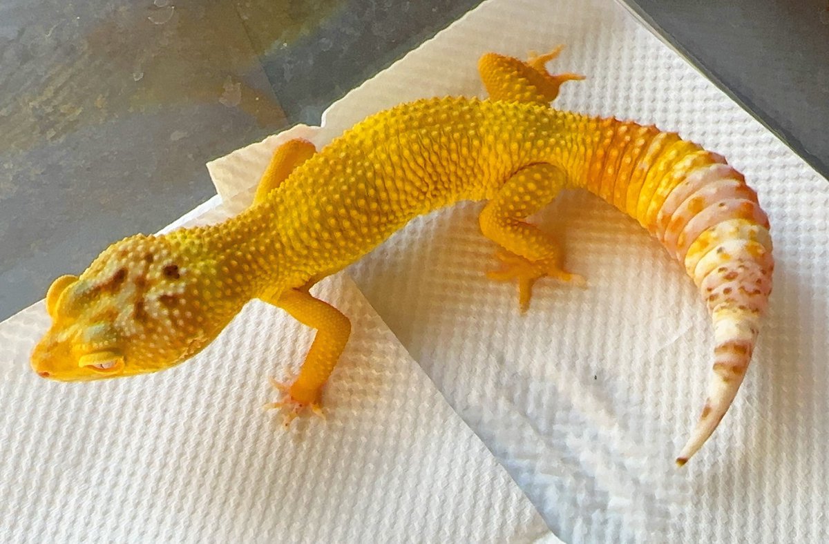 PINK REPTILES (@nao7o5p) / Posts / X